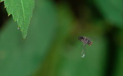 Lindneromyia dorsalis