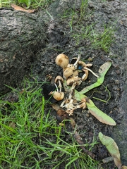 Psathyrellaceae