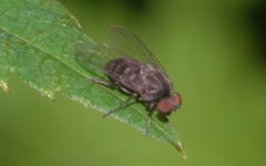 Lindneromyia dorsalis