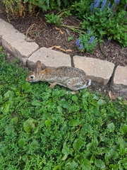 Sylvilagus floridanus