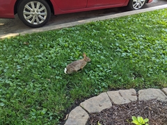 Sylvilagus floridanus