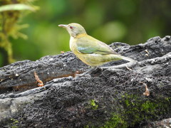 Iridophanes pulcherrimus