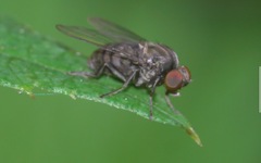 Lindneromyia dorsalis