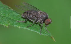 Lindneromyia dorsalis