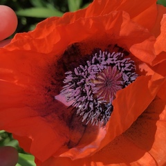 Papaver orientale