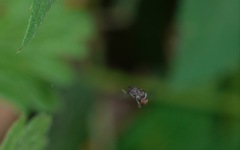 Lindneromyia dorsalis