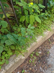 Solanum dulcamara