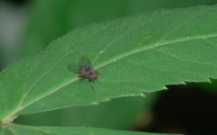 Lindneromyia dorsalis