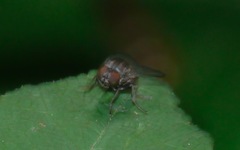 Lindneromyia dorsalis