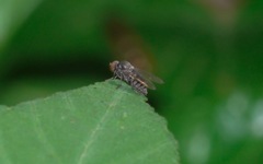 Lindneromyia dorsalis