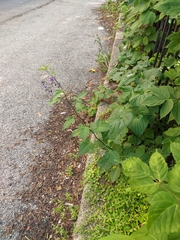 Solanum dulcamara