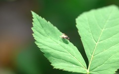 Lindneromyia dorsalis