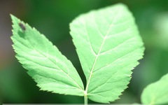 Lindneromyia dorsalis