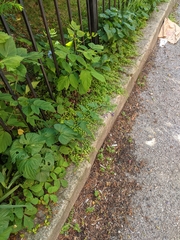 Solanum dulcamara