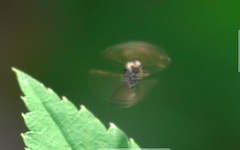 Lindneromyia dorsalis