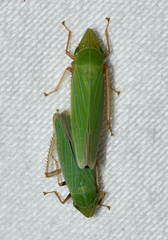 Draeculacephala robinsoni