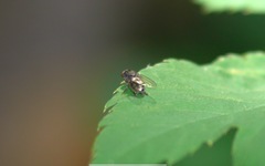 Lindneromyia dorsalis
