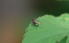 Lindneromyia dorsalis