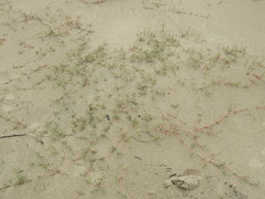 Blutaparon portulacoides
