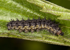 Aglais milberti