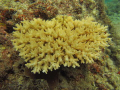 Acropora caroliniana