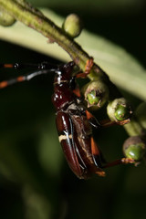 Trachyderes succinctus