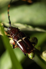 Trachyderes succinctus