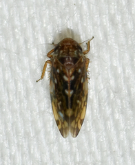Xestocephalus similis