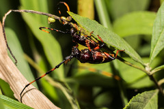 Trachyderes succinctus