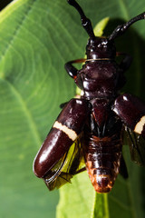 Trachyderes succinctus