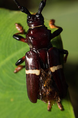 Trachyderes succinctus