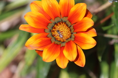 Halictus tripartitus