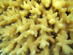 Acropora caroliniana