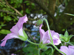Geranium endressii
