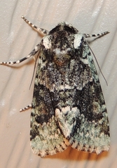 Lacinipolia explicata