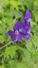 Delphinium bicolor
