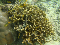 Porites cylindrica