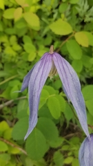 Clematis occidentalis