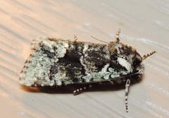 Lacinipolia explicata