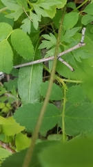 Clematis occidentalis