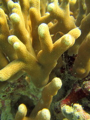 Porites cylindrica