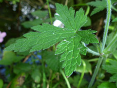 Geranium endressii