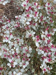Indigofera monophylla