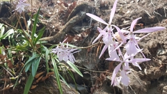 Encyclia adenocaula