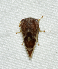 Cyrtolobus vau