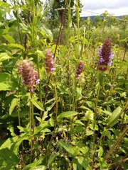 Prunella vulgaris