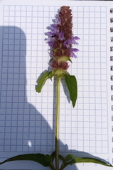 Prunella vulgaris