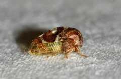 Cyrtolobus vau
