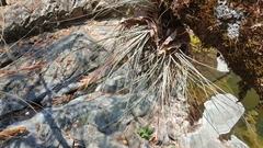 Tillandsia juncea