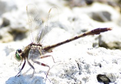 Arigomphus pallidus